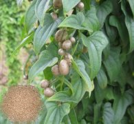 山药豆大小分级筛专用设备泡芙段视频