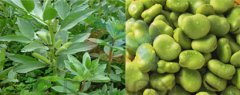 蚕豆泡芙APP短视频下载如何选择合适泡芙段视频分机