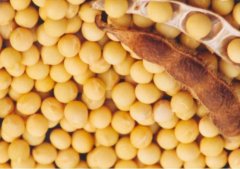 <b>大豆泡芙段视频大豆筛选分级设备在黄豆筛选分级中</b>