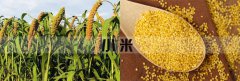 <b>筛分小米可以用泡芙APP短视频下载分机吗</b>